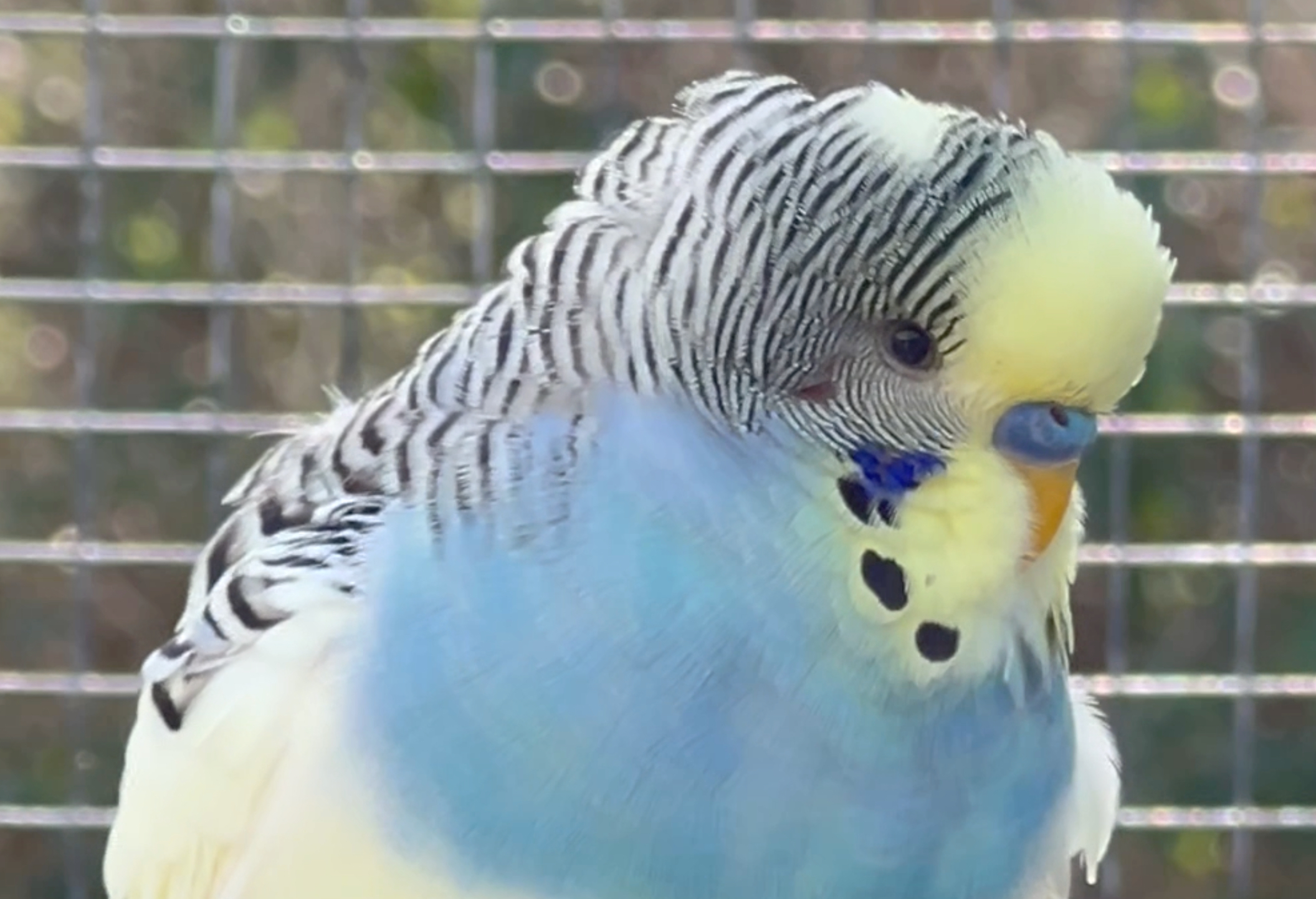 Aviary for Care Homes – Resident Wellbeing in Action